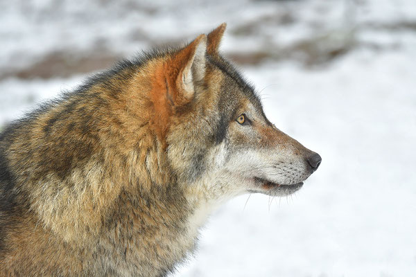 Wolf