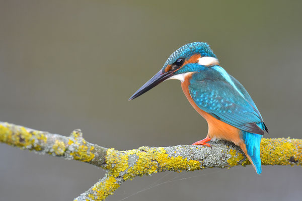 Eisvogel