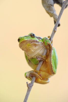 Laubfrosch