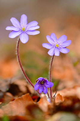 Leberblümchen