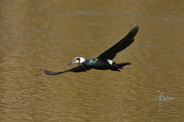 Kormoran im Flug