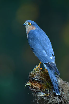 Sperber Männchen