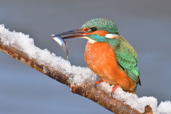 Eisvogel