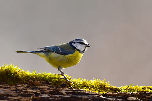 Blaumeise