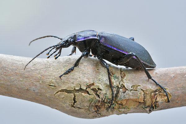 Violetter Laufkäfer, Goldleiste