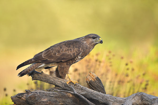 Mäusebussard