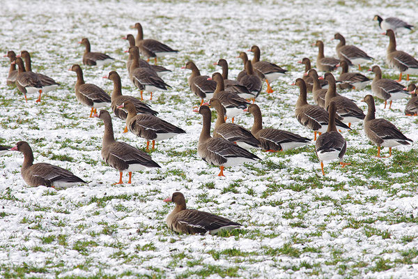 Blässgans auf Winteracker