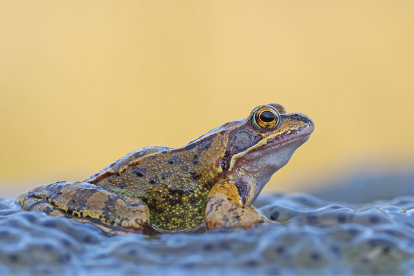 Grasfrosch auf Laich