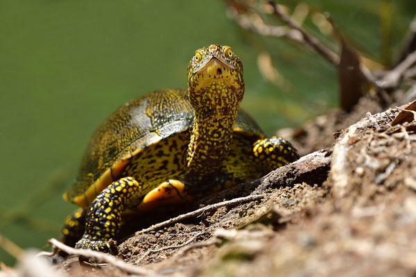 Europäische Sumpfschildkröte