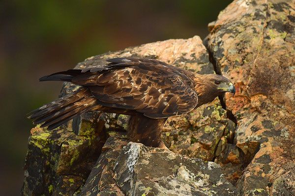 Steinadler