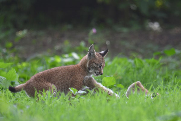 Luchs, Wildpark Anholter Schweiz