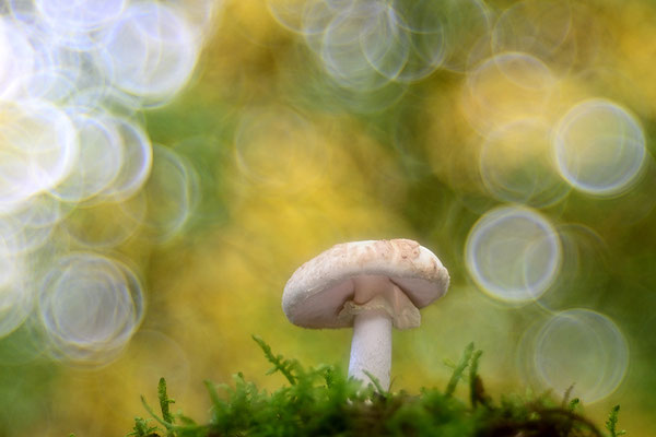 Gelber Knollenblätterpilz