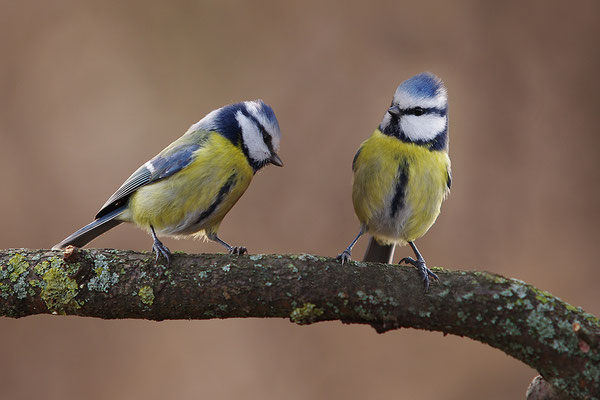 Blaumeisen