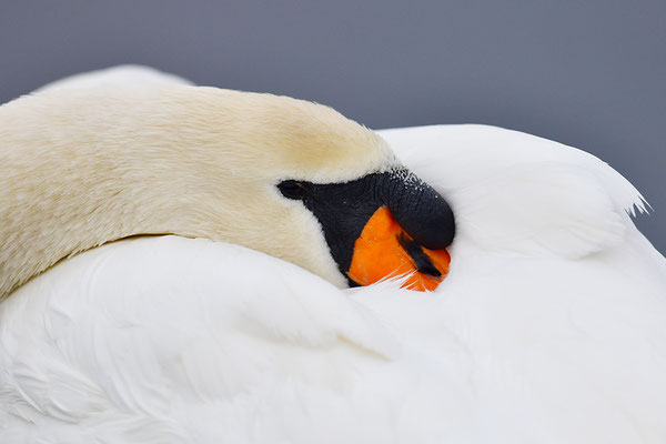 Höckerschwan