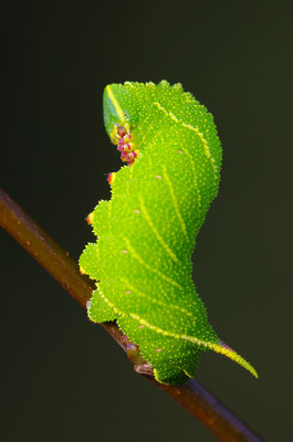 Pappelschwärmer Raupe