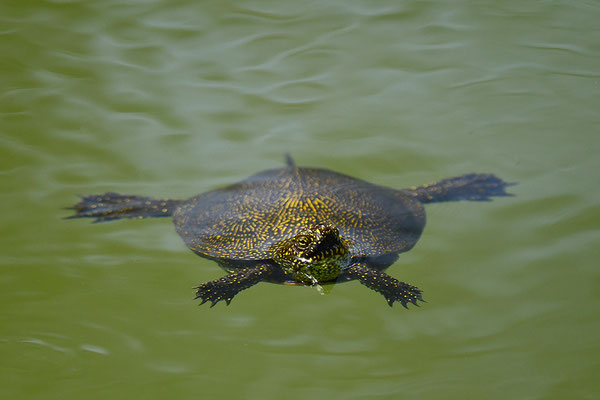 Europäische Sumpfschildkröte