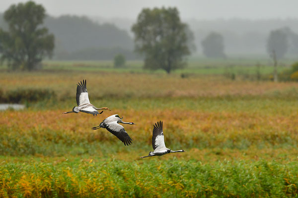 Kraniche im Flug