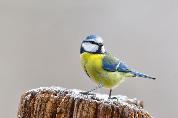 Blaumeise