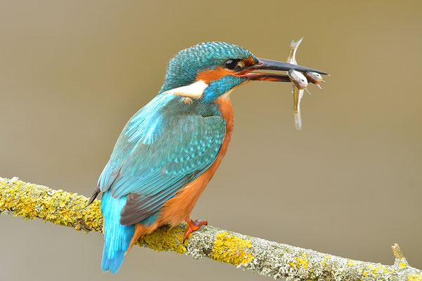 Eisvogel mit Doppelfisch