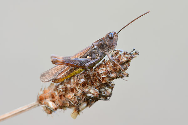 Grashüpfer