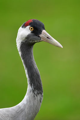 Kranich Kopfportrait