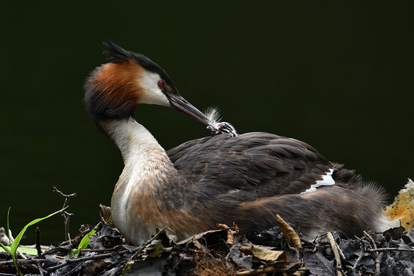 Haubentaucher mit Jungvögeln am Nest