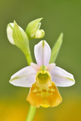 Gelbe Hummelragwurz flavescens