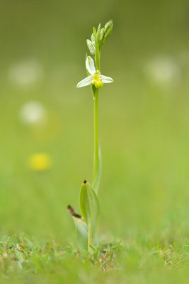 Gelbe Bienenragwurz flavescens