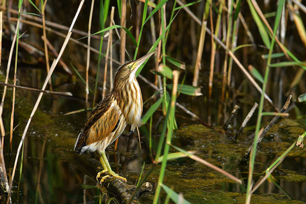 Zwergdommel Jungvogel