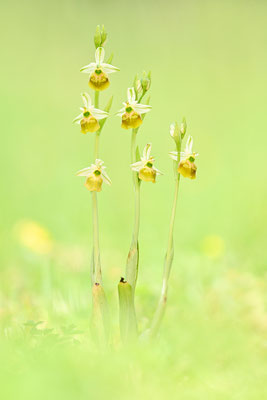 Gelbe Hummelragwurz flavescens