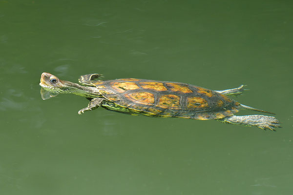 Balkan-Bachschildkröte