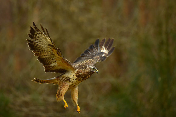 Mäusebussard