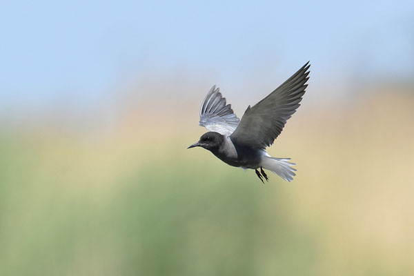 Trauerseeschwalbe im Flug