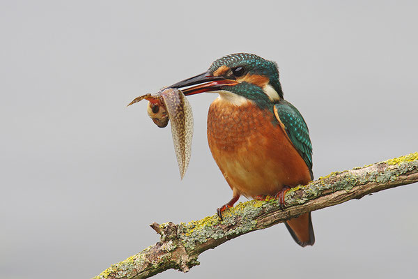 Eisvogel Weibchen mit Kaulquappe