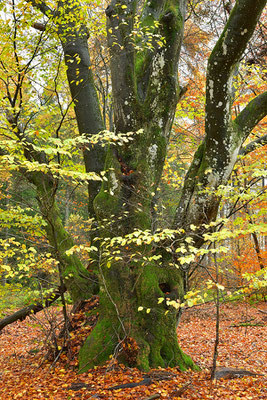 Hutewald Kalterherberg