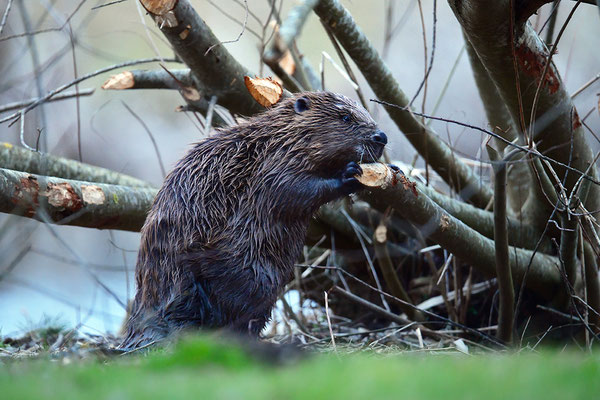 Biber an der Fraßstelle
