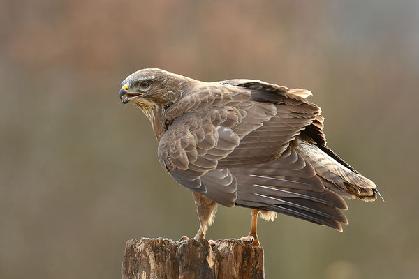 Mäusebussard