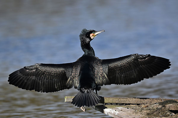 Kormoran
