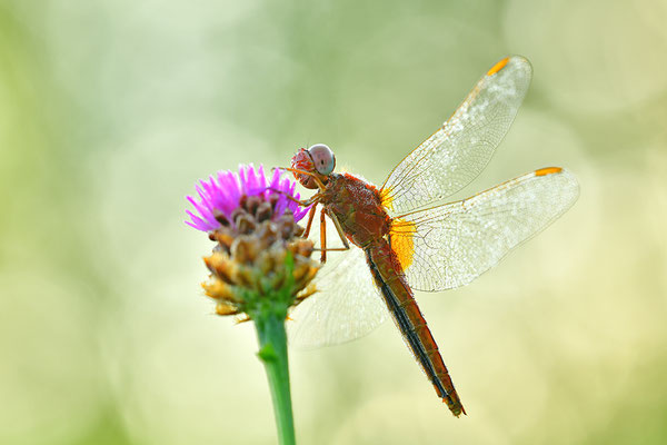 Feuerlibelle Männchen