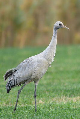 Kranich Jungvogel