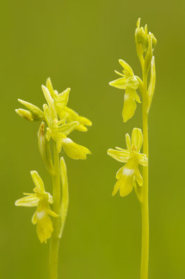 Gelbe Fliegenragwurz flavescens