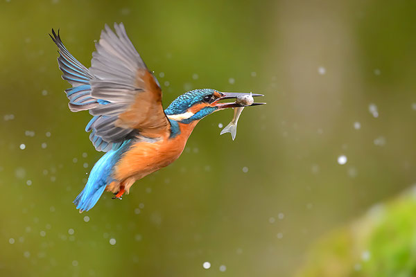 Eisvogel Männchen