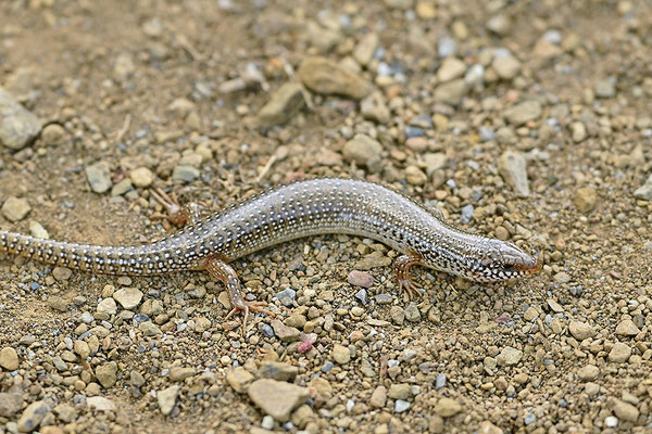 Gestreifter Walzenskink