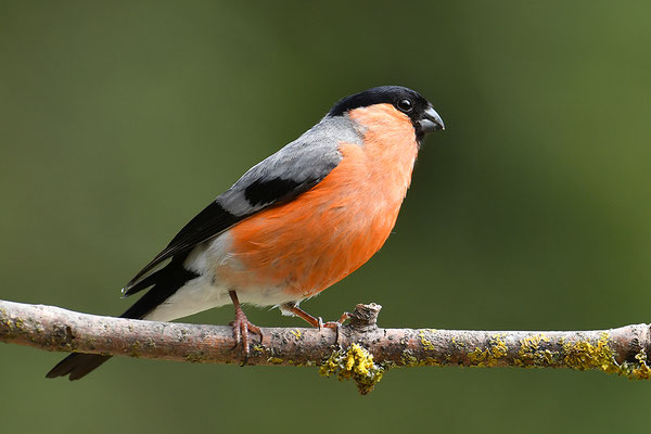 Dompfaff Männchen