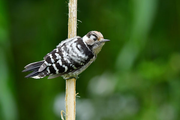 Kleinspecht Jungvogel