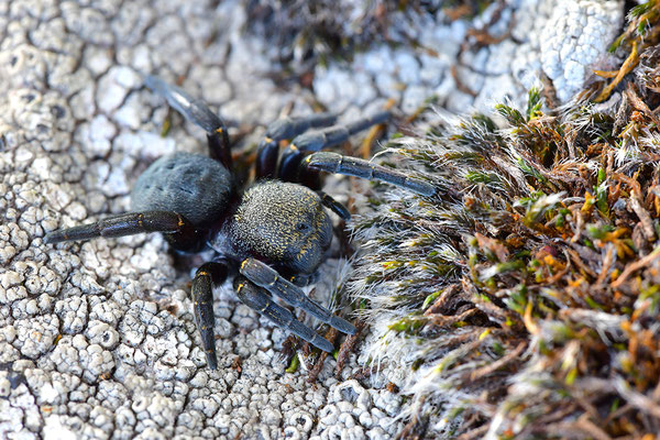 Rote Röhrenspinne, Weibchen