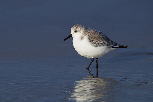 Sanderling