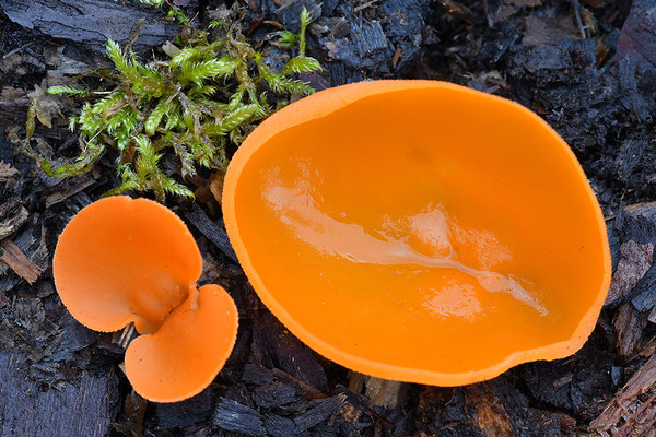 Orangebecherling