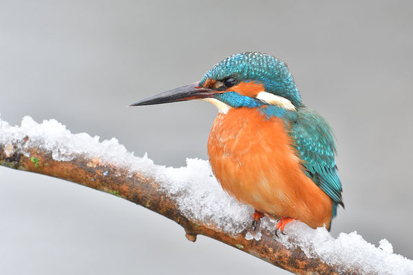 Eisvogel