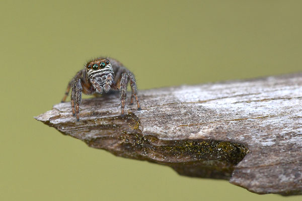 Springspinne